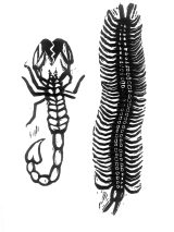 Alacrán y ciempiés / Negro